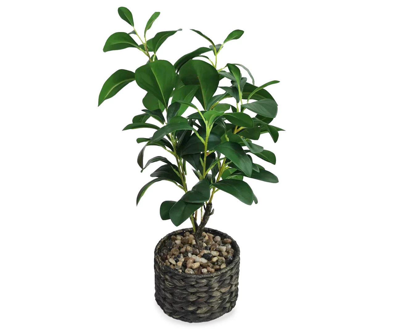 Magnolia Plant, (20”) Magnolia Plant, (20”) -Big Lots Furniture Store 810498399