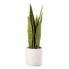 Wild Sedona Artificial Snake Plant With White Ceramic Pot